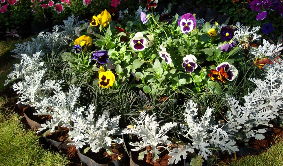 Сальвия бархатцы цинерария