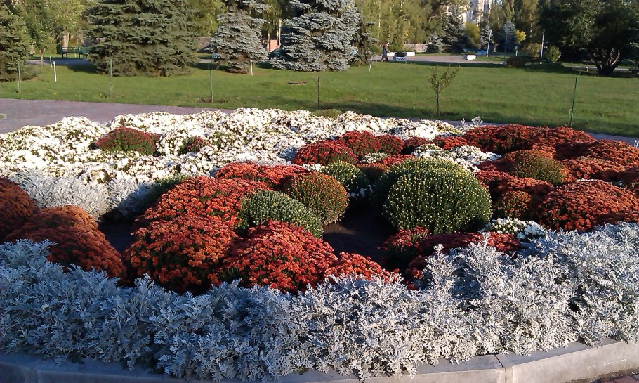 Цинерария и бархатцы