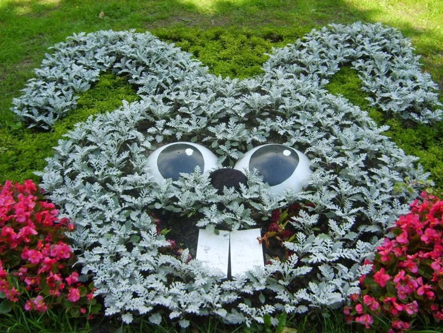 Цинерария Сильверадо в клумбе