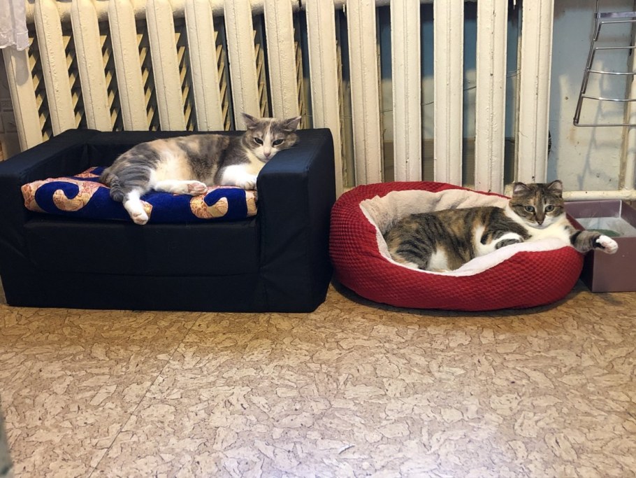 Диванчик для кошки