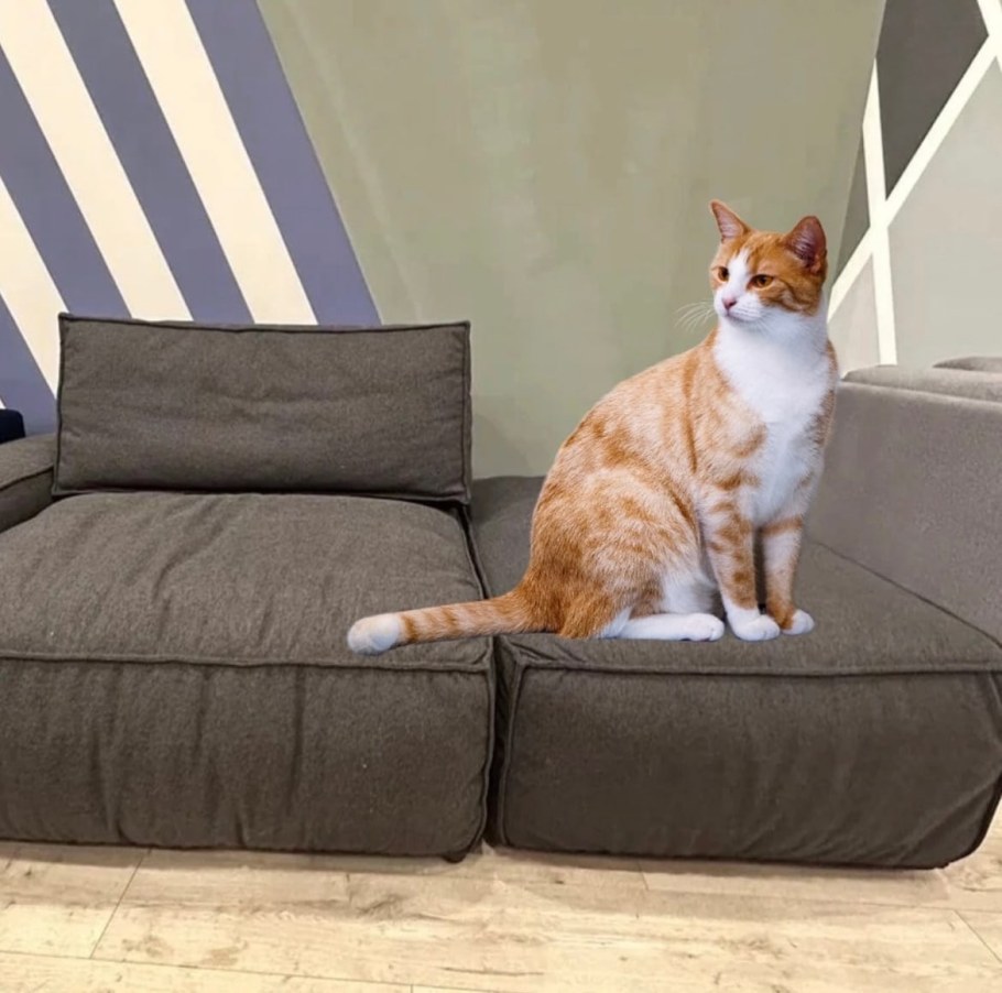 Антивандальная дивана от кошек