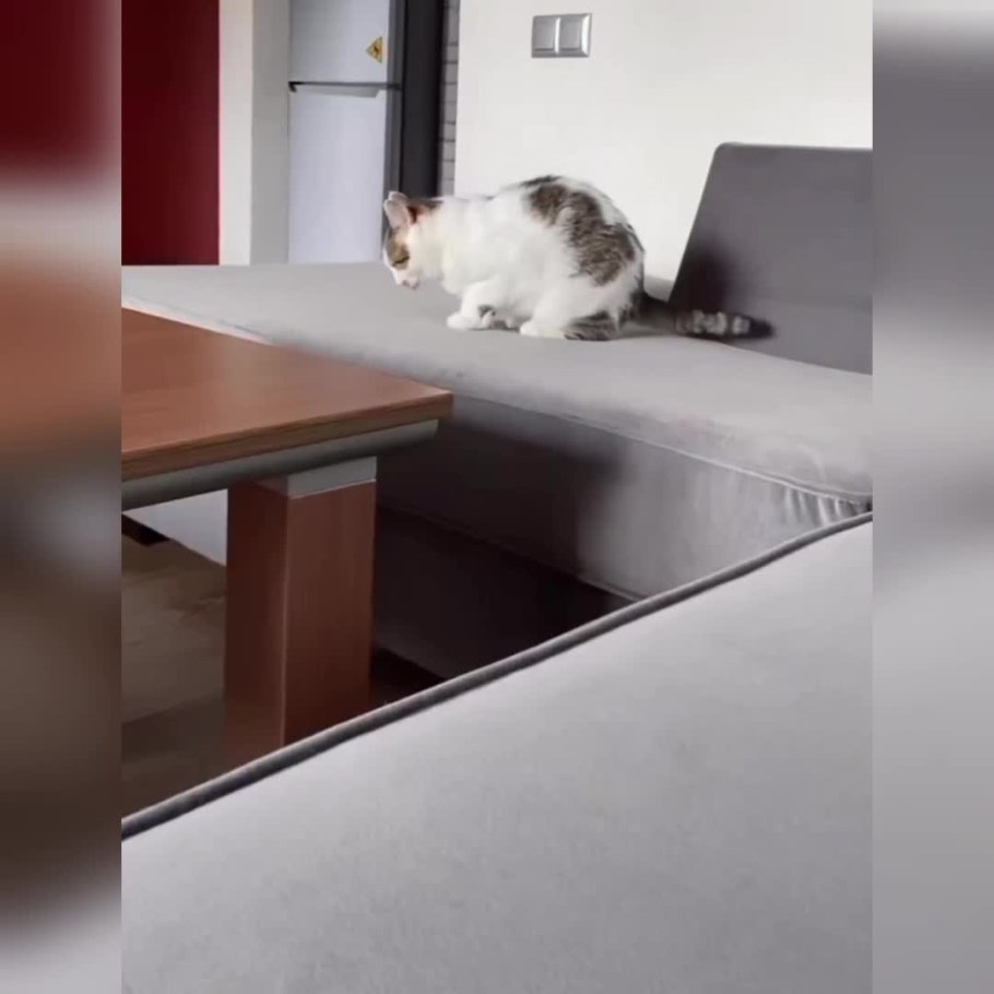 Диван с покрытием Антикоготь