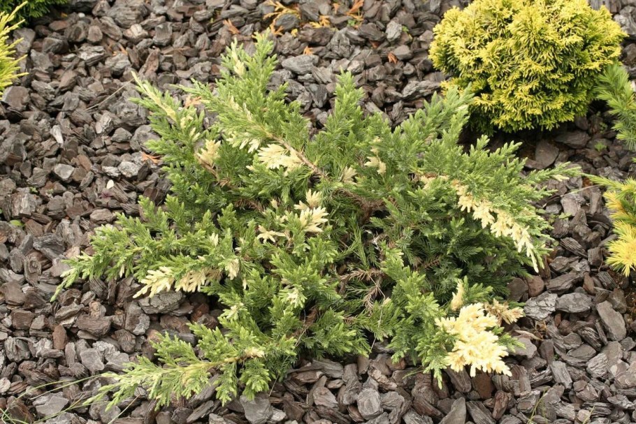 Можжевельник китайский Вариегата