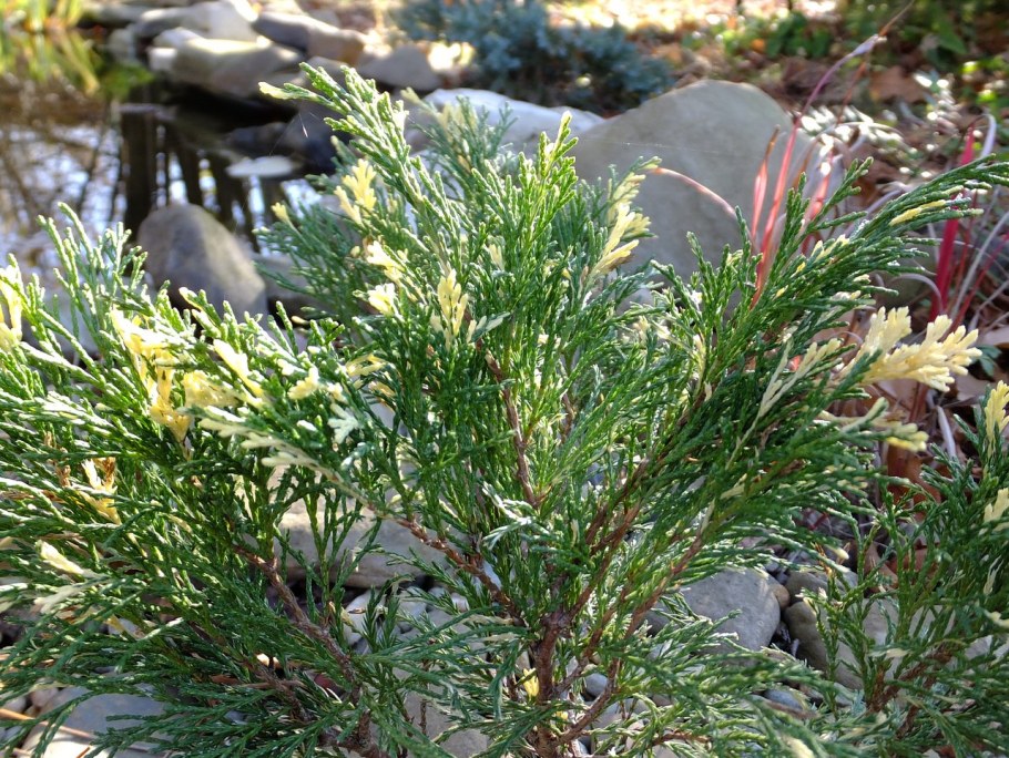 Можжевельник казацкий Вариегата (variegata)