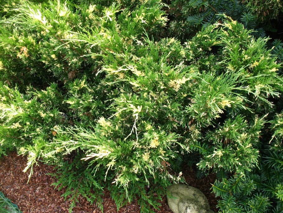 Можжевельник Экспанса Вариегата