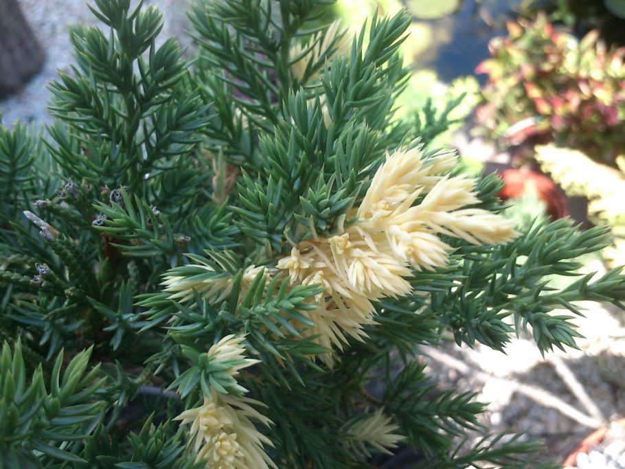 Можжевельник казацкий Экспанса Вариегата