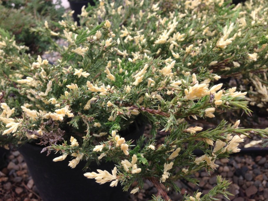 Можжевельник Andorra variegata