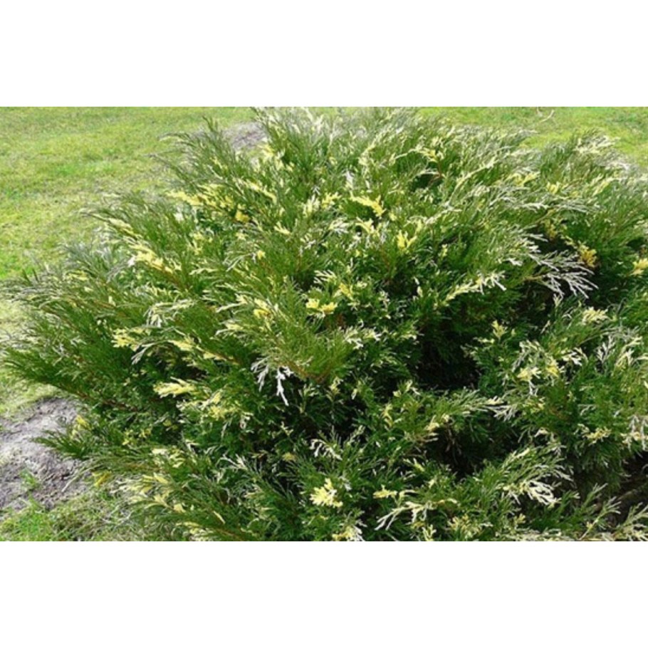 Можжевельник казацкий variegata