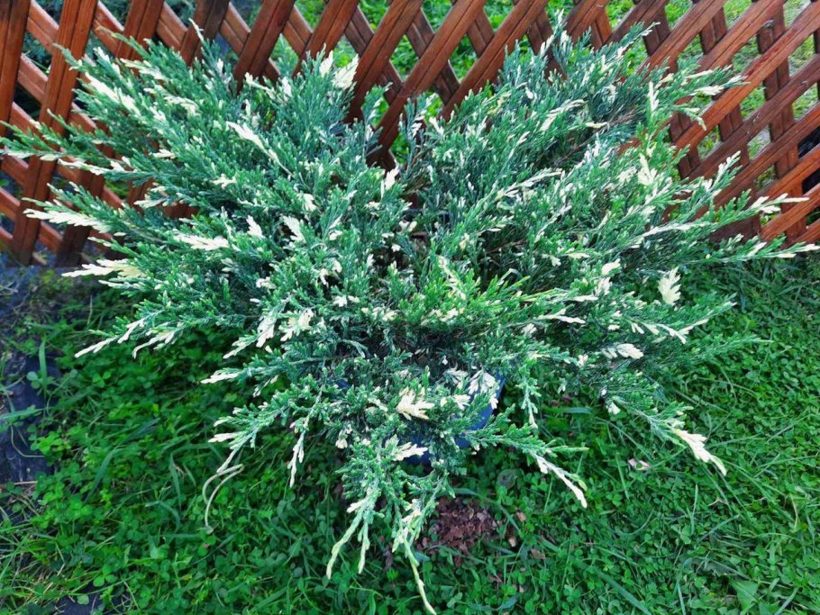 Можжевельник горизонтальный Andorra variegata