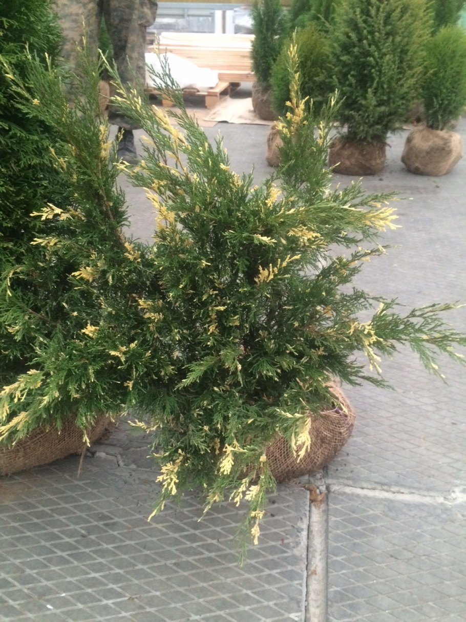 Можжевельник казацкий Вариегата