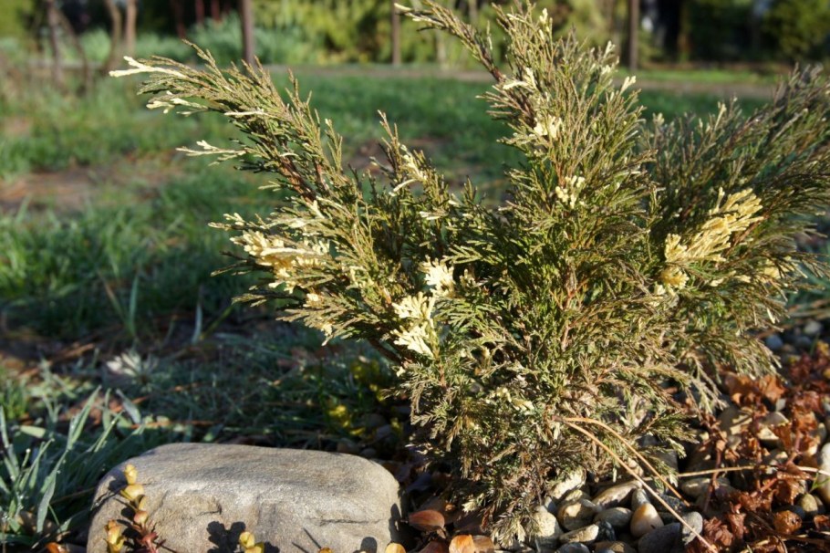 Можжевельник казацкий variegata