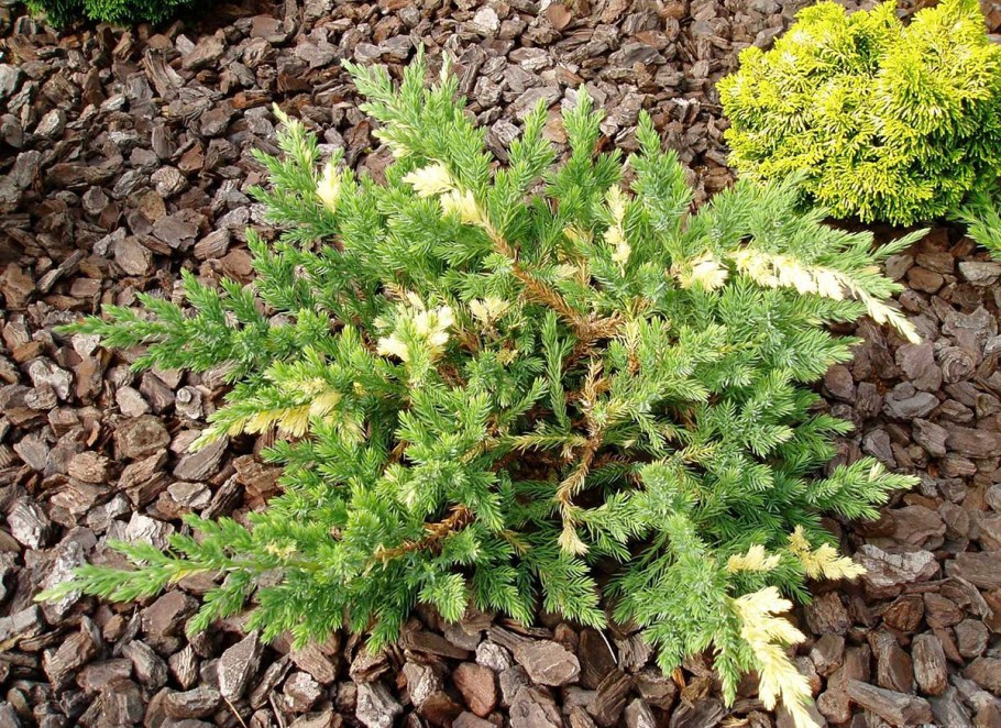 Можжевельник Экспанса Вариегата