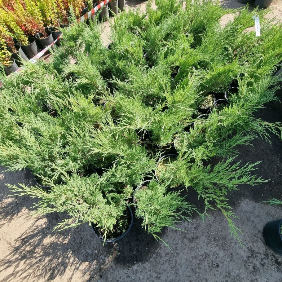 Можжевельник горизонтальный Блю чип