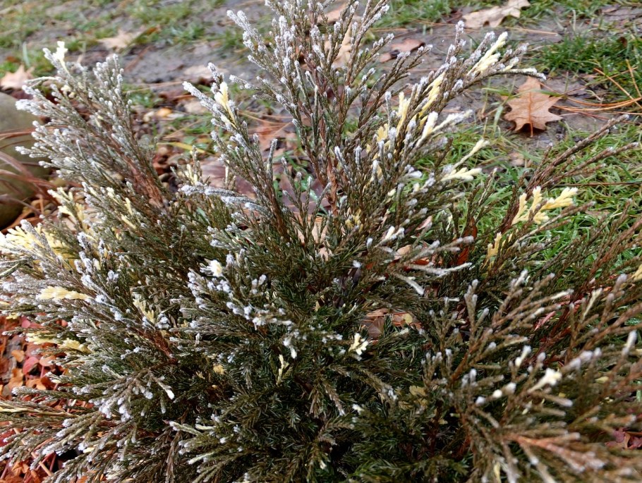 Можжевельник казацкий Сабина