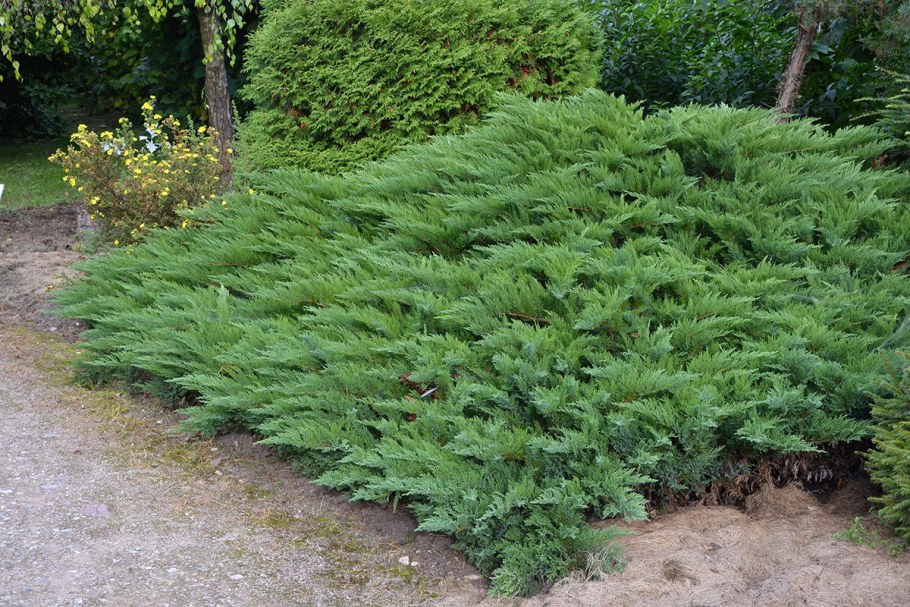 Можжевельник казацкий Juniperus Sabina “Tamariscifolia”