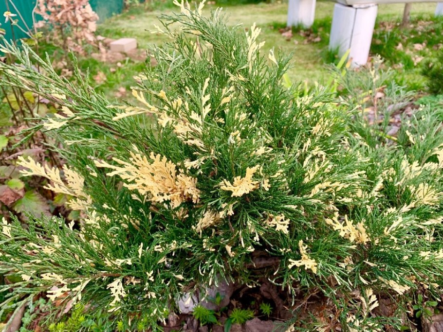 Можжевельник казацкий variegata