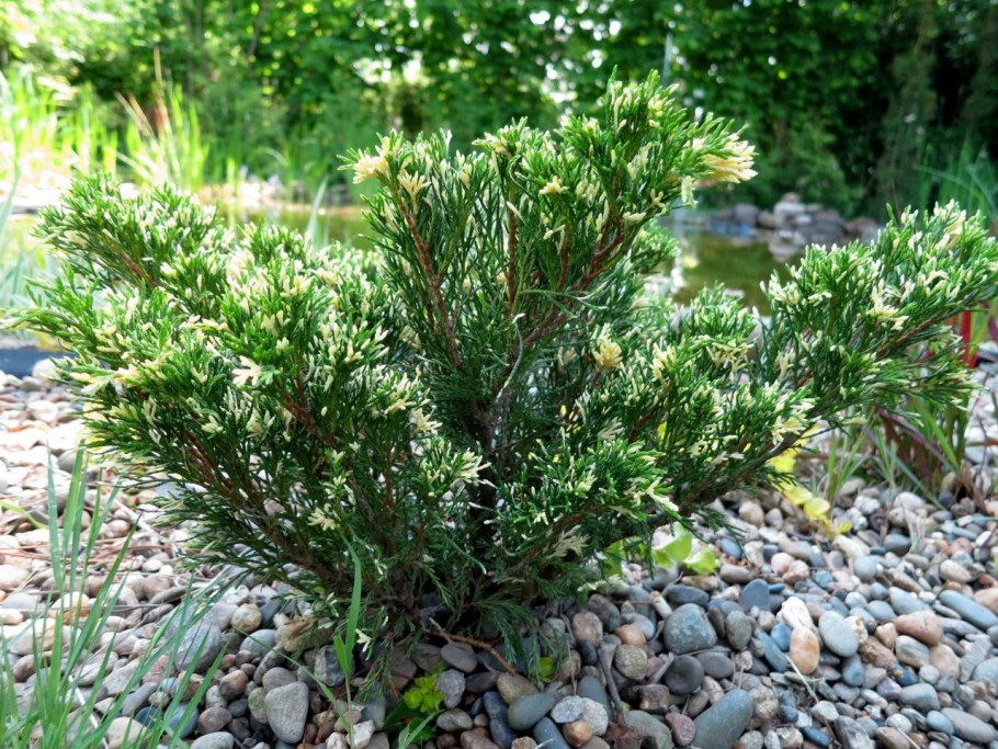 Можжевельник казацкий (сорт 'variegata')