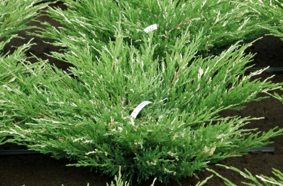 Можжевельник казацкий variegata