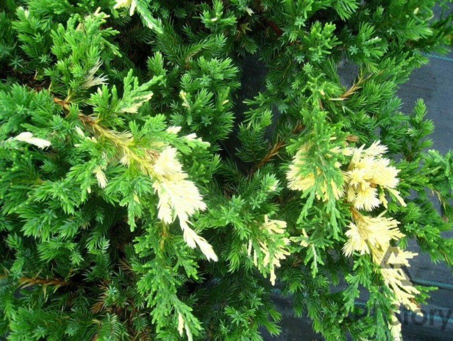 Можжевельник казацкий Вариегата