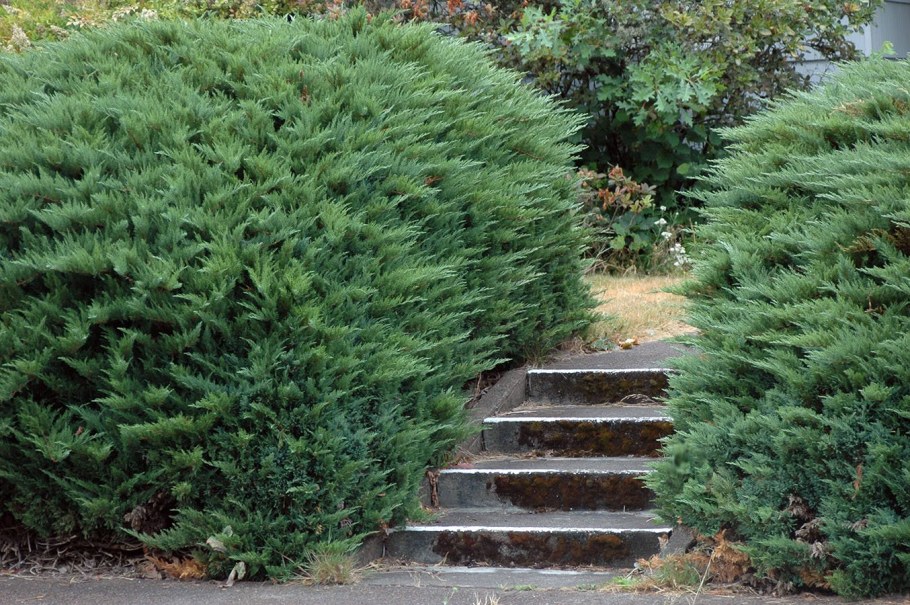 Можжевельник Сабина Тамарисцифолия