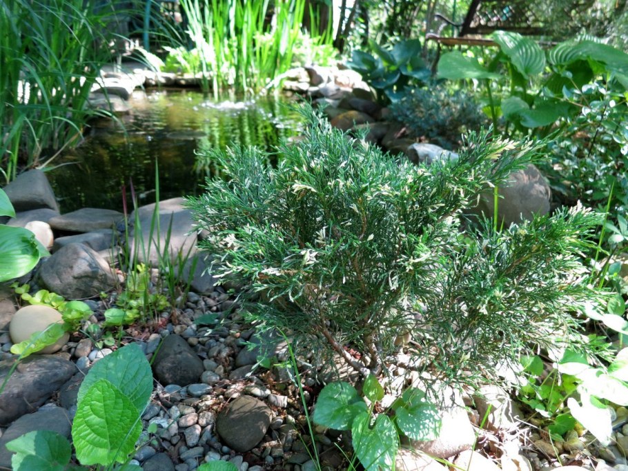 Можжевельник Andorra variegata