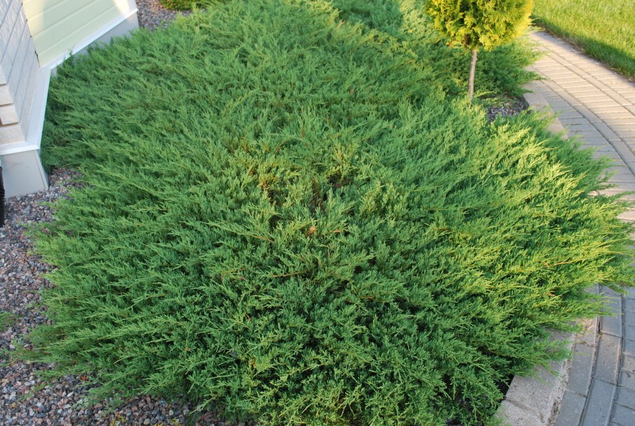 Можжевельник горизонтальный (Juniperus horizontalis)