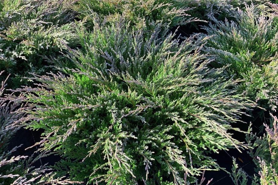 Можжевельник горизонтальный Андорра компакт