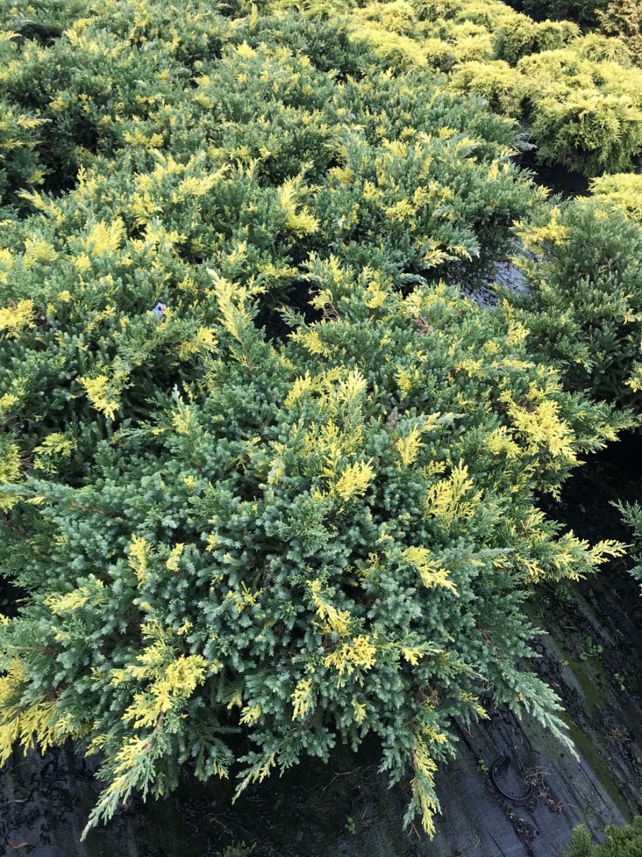 Можжевельник Экспанса Вариегата