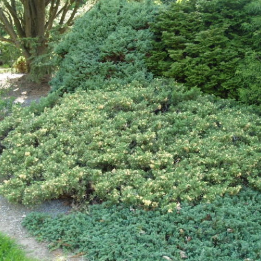 Можжевельник Экспанса Вариегата