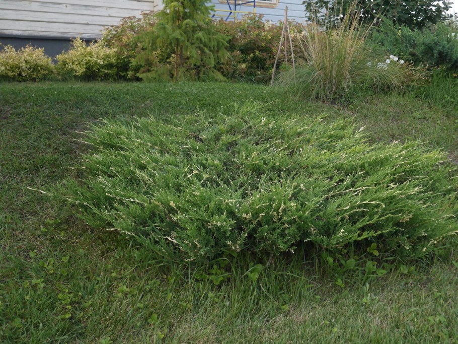 Можжевельник Andorra variegata