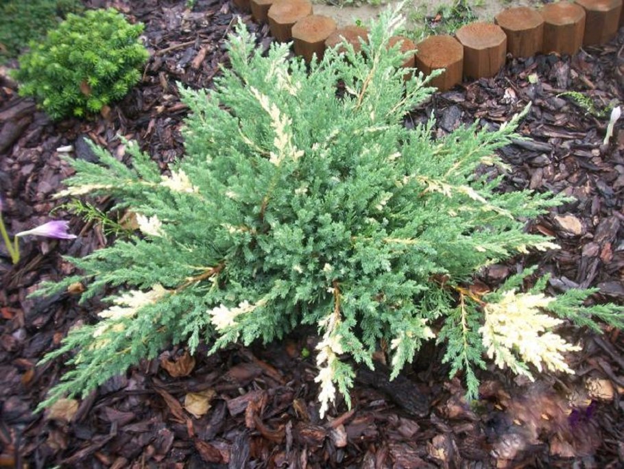 Можжевельник казацкий variegata