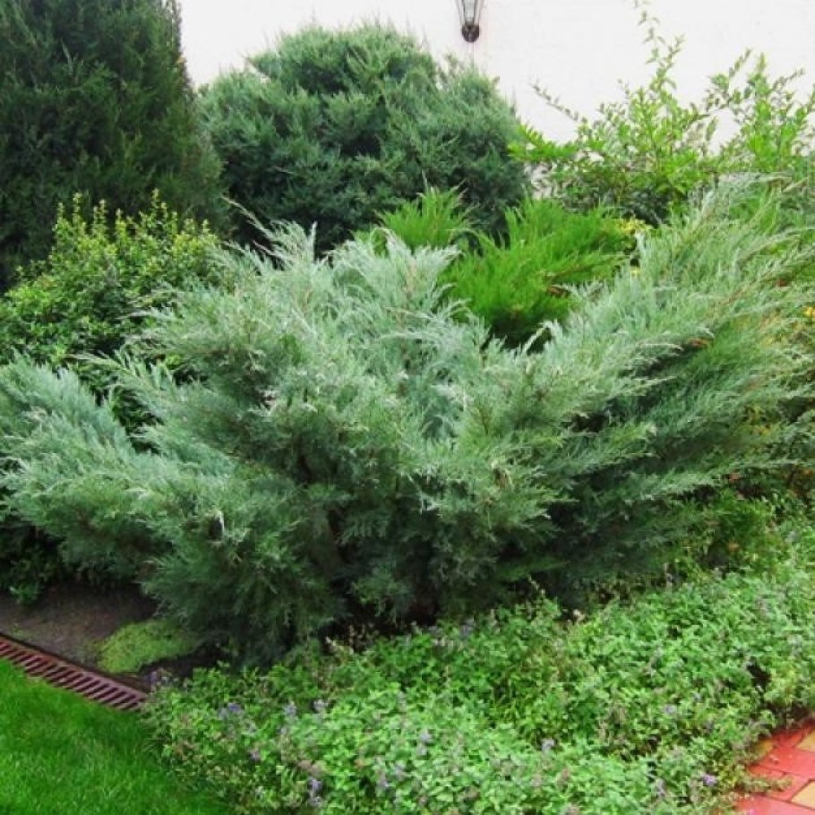 Можжевельник виргинский Хетц