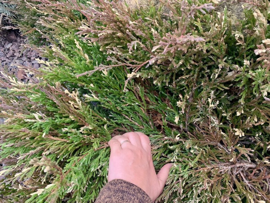 Можжевельник казацкий кронирование