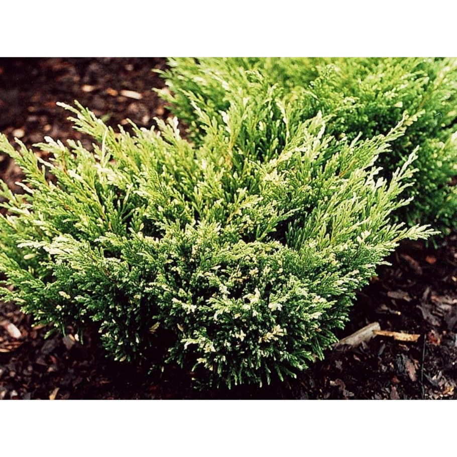 Можжевельник Андорра варигатная