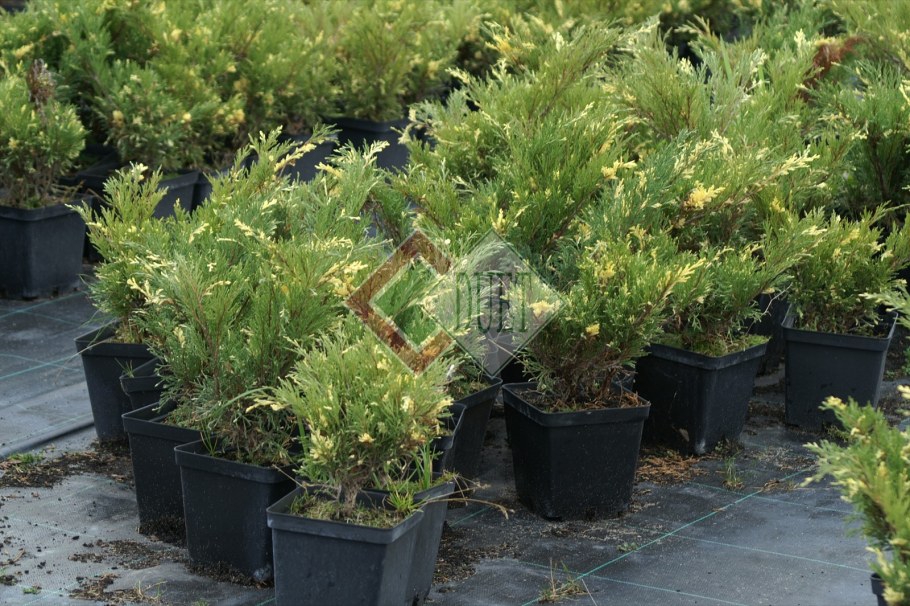 Можжевельник казацкий variegata