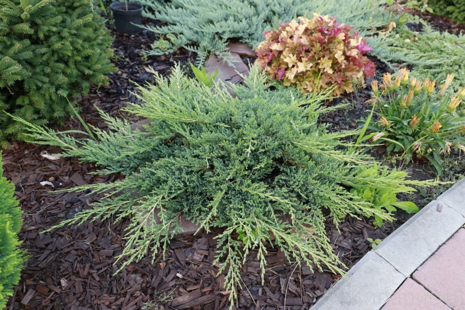Можжевельник горизонтальный (Juniperus horizontalis)