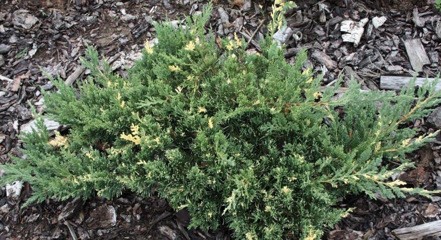 Можжевельник Экспанса Вариегата