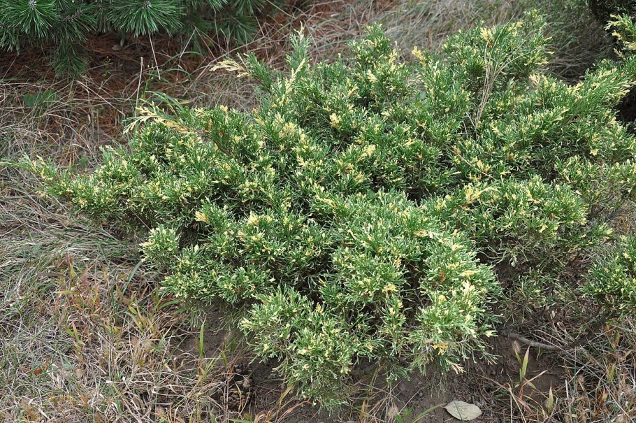 Можжевельник Андорра Вариегата