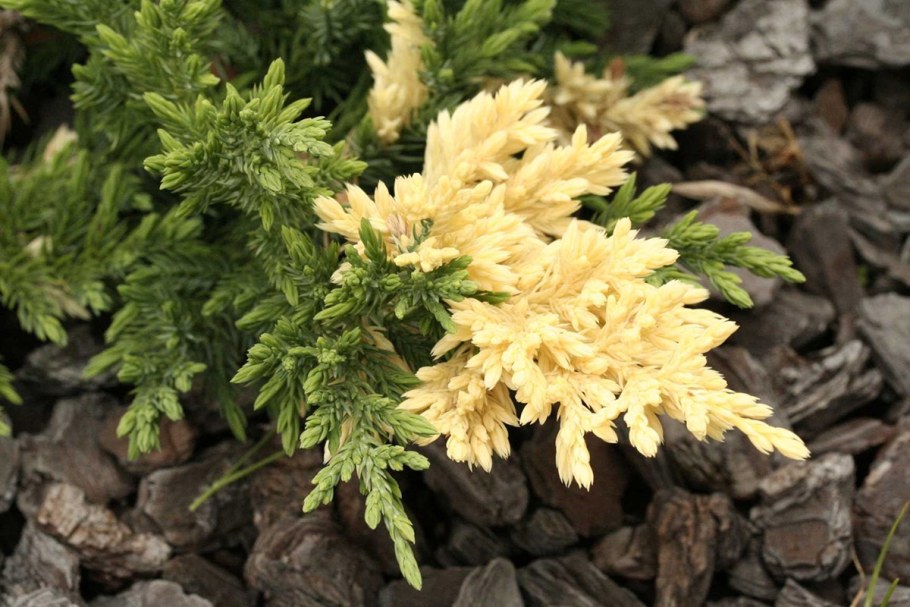 Можжевельник Экспанса Вариегата