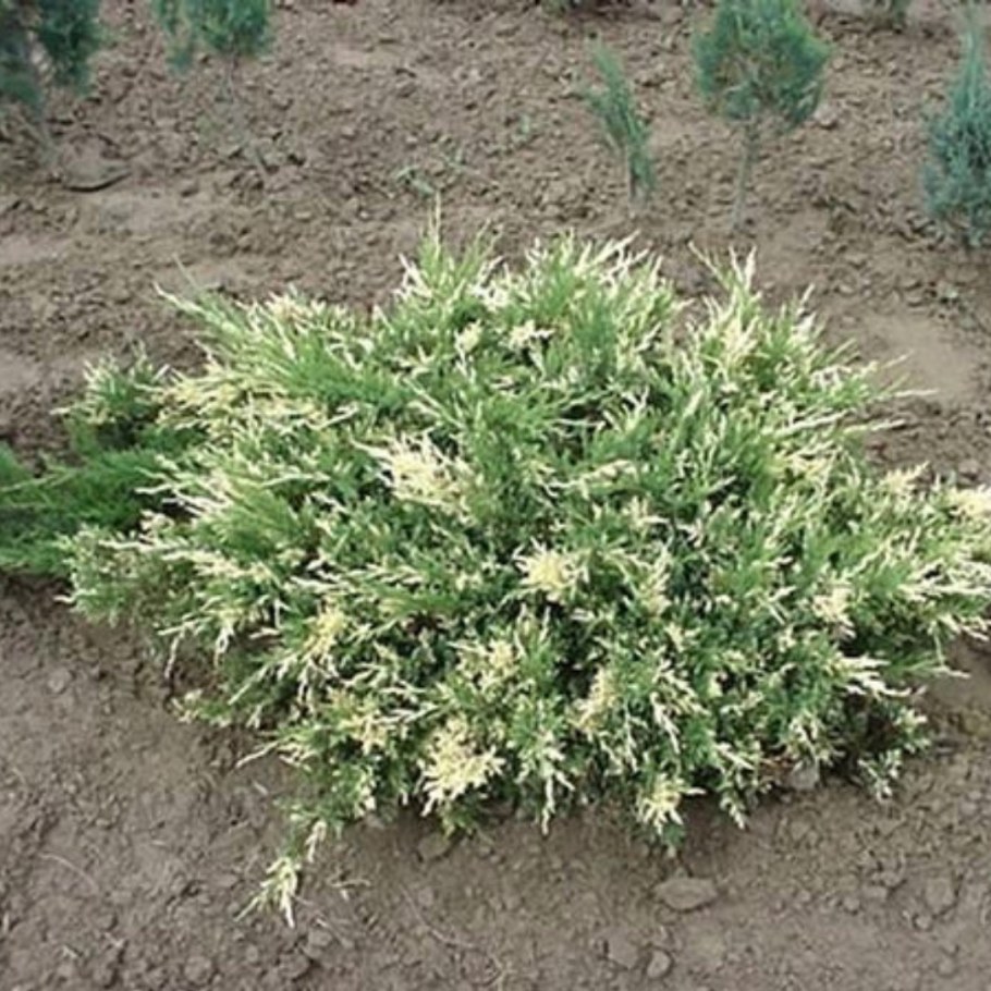 Можжевельник казацкий variegata
