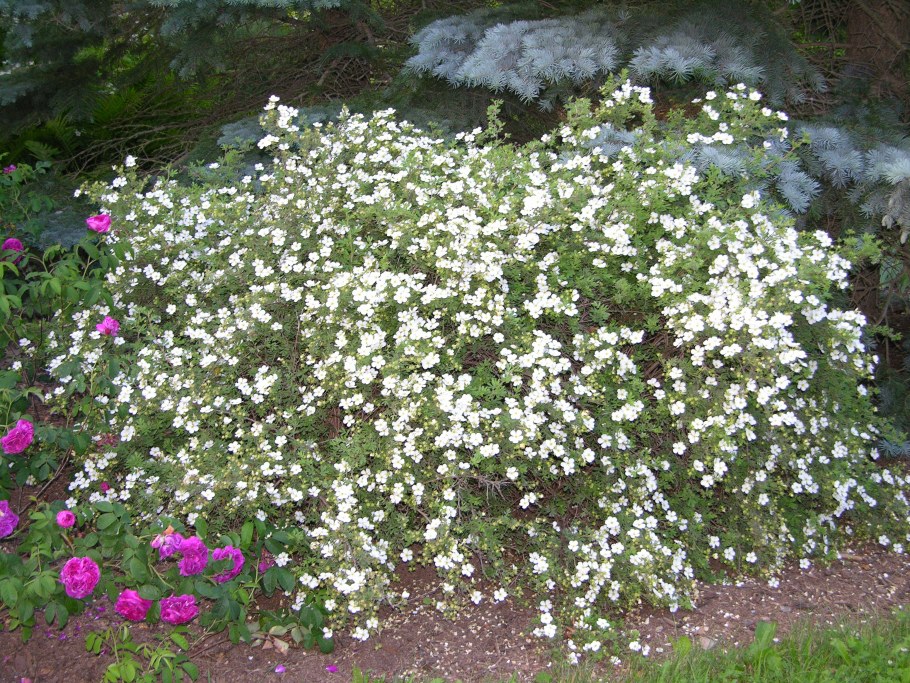 Курильский чай Аботсвуд