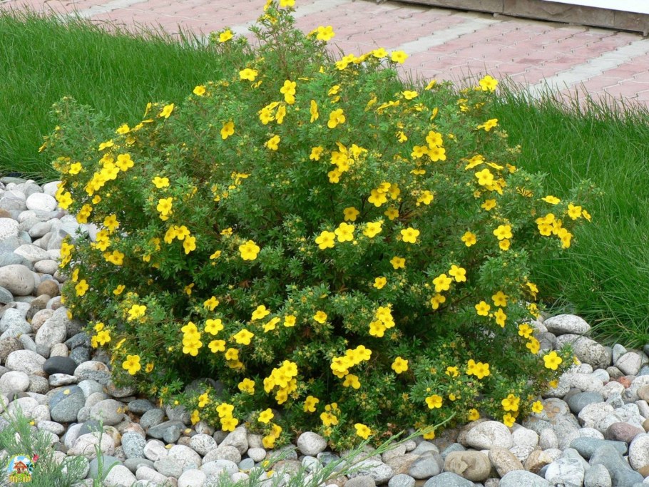 Лапчатка кустарниковая Сансет