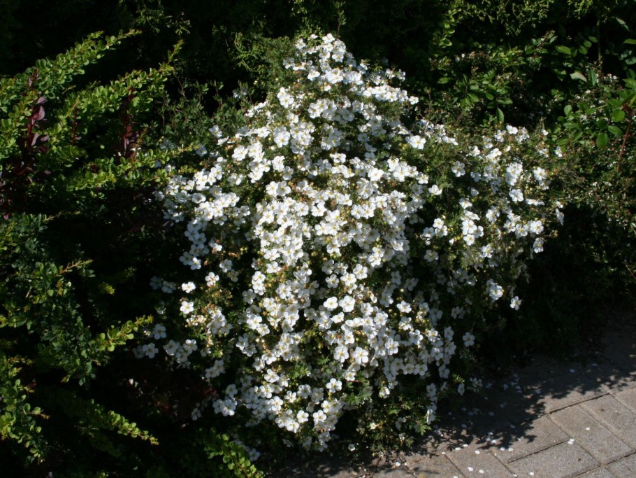 Лапчатка Abbotswood