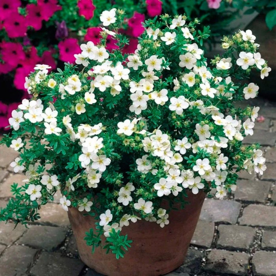 Лапчатка Snowbird (белая махровая