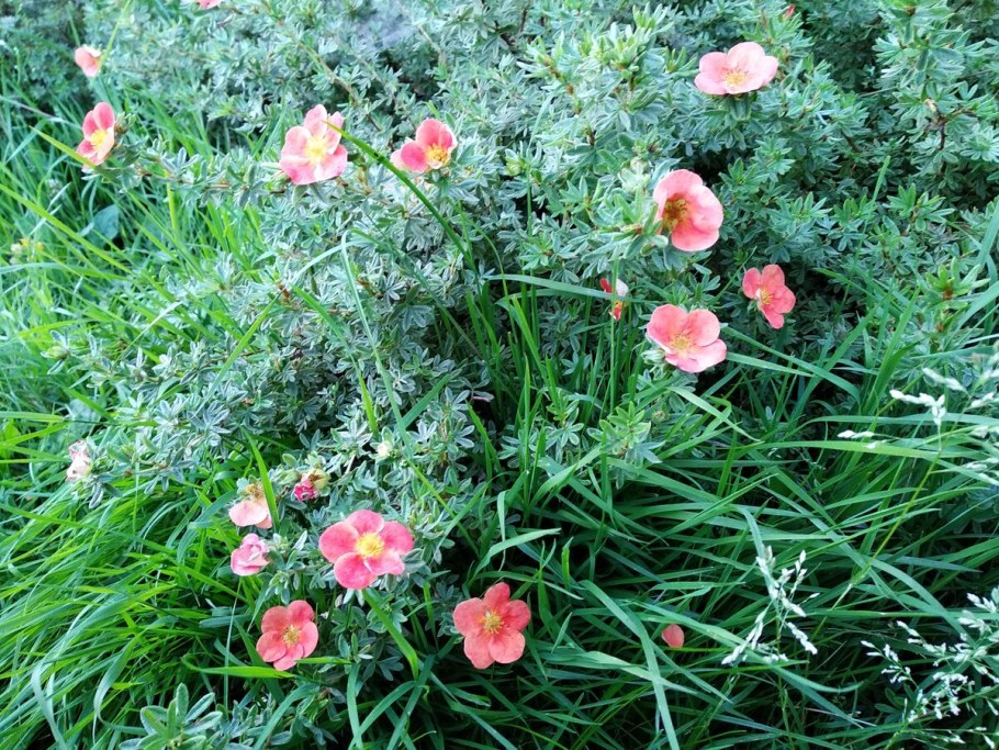 Лапчатка DAYDAWN