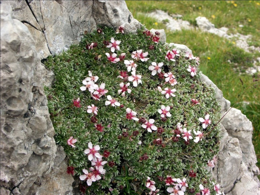 Лапчатка кустарниковая Беллисима