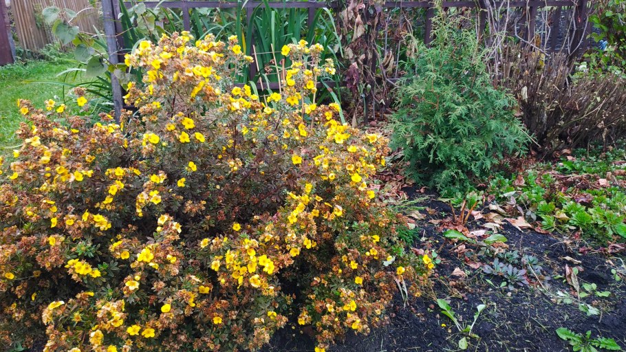 Лапчатка кустарниковая осень