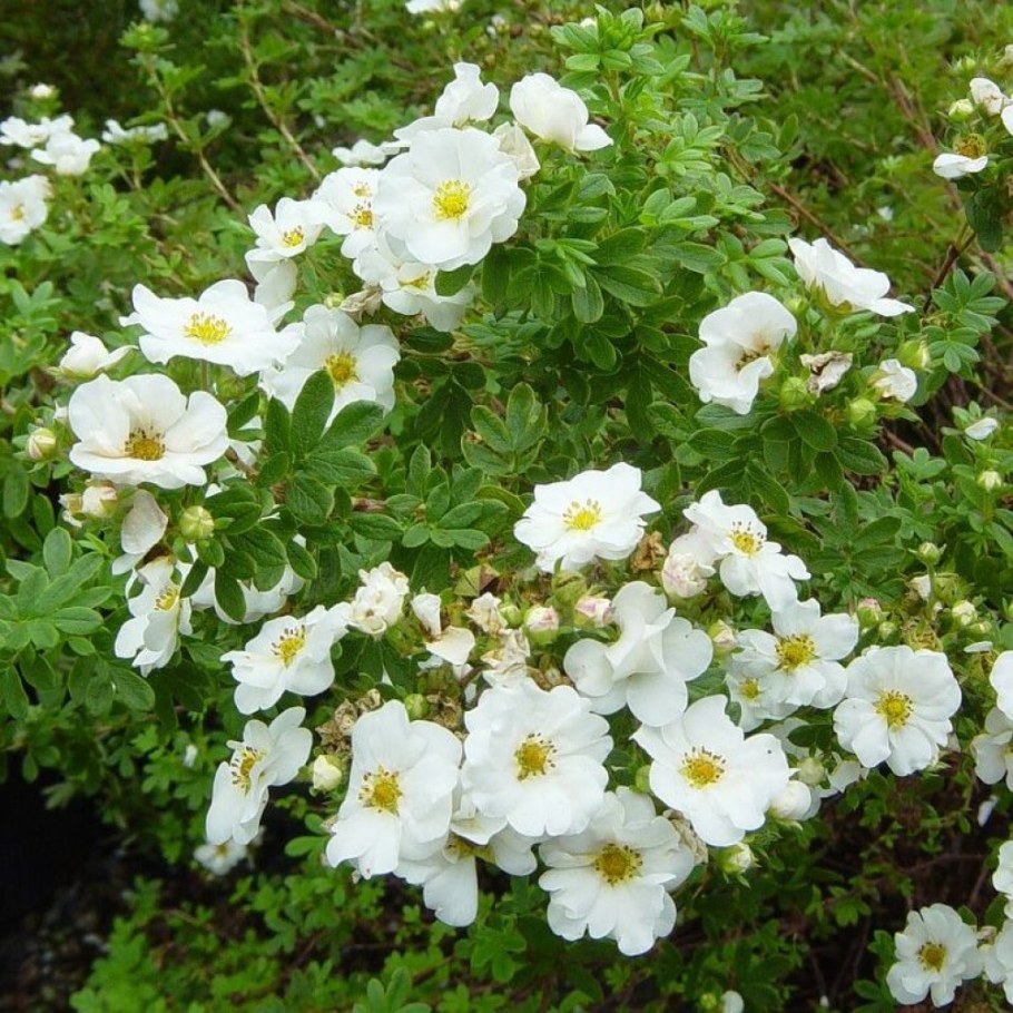 Лапчатка кустарниковая (Potentilla fruticosa)