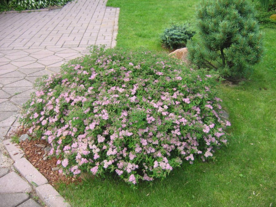 Спирея японская Джапаниз Дварф