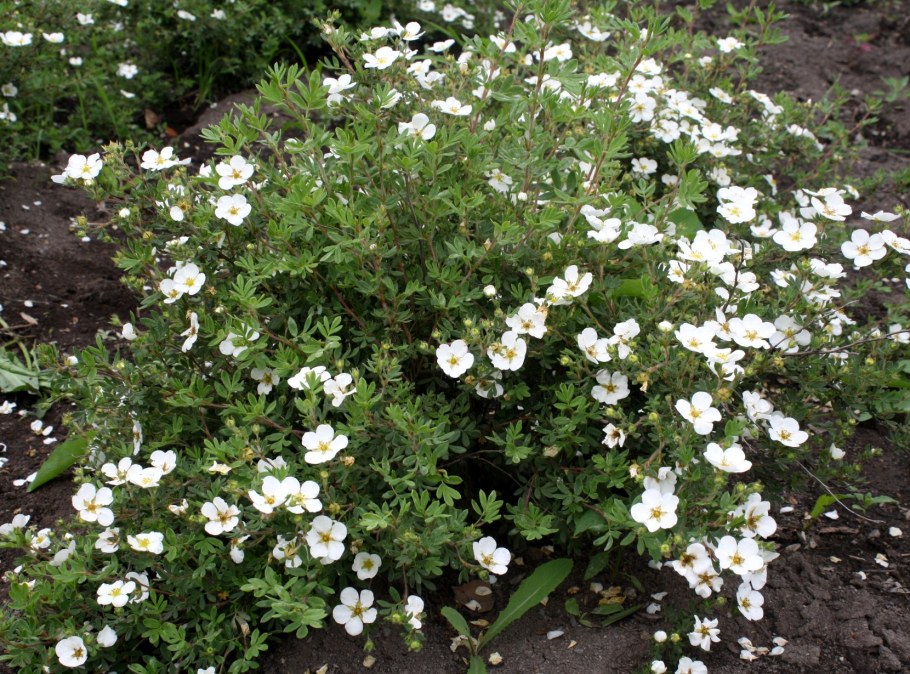 Лапчатка Abbotswood